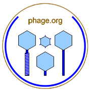 Bacteriophage Ecology Group